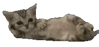 cat-kitty.gif