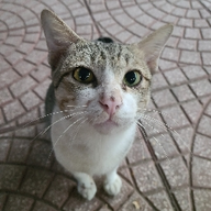 duonghuu
