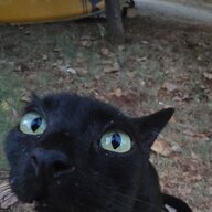 Mikados