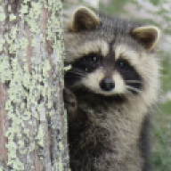 raccoon