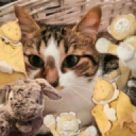 imacat