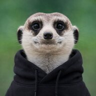 xBiscuitCode