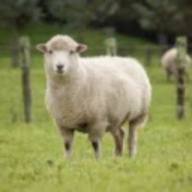 Sheepy