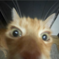 liskee