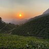 thalada