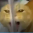 Shiba